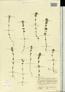 Euphrasia ×vernalis List, Eastern Europe, Eastern region (E10) (Russia)