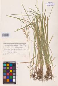 Avenula pubescens (Huds.) Dumort., Eastern Europe, Western region (E3) (Russia)