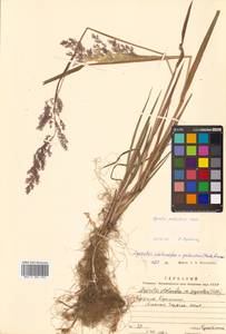 Agrostis stolonifera L., Siberia, Russian Far East (S6) (Russia)