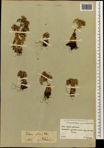 Prometheum pilosum (M. Bieb.) H. Ohba, Caucasus, South Ossetia (K4b) (South Ossetia)