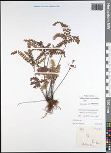 Adiantum hispidulum Sw., South Asia, South Asia (Asia outside ex-Soviet states and Mongolia) (ASIA) (Vietnam)