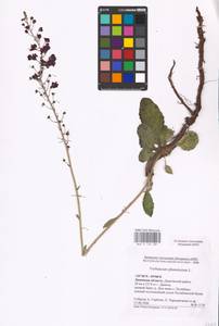 MHA 0 159 081, Verbascum phoeniceum L., Eastern Europe, Central forest-and-steppe region (E6) (Russia)