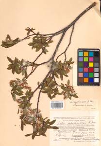 Salix saposhnikovii A. K. Skvortsov, Siberia, Altai & Sayany Mountains (S2) (Russia)