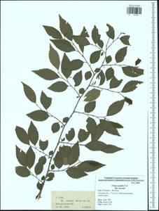 Ulmus pumila L., Eastern Europe, Central region (E4) (Russia)