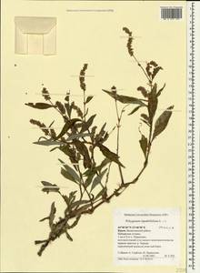 Persicaria lapathifolia (L.) Gray, Crimea (KRYM) (Russia)