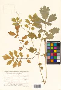 Chelidonium majus L., Siberia, Russian Far East (S6) (Russia)