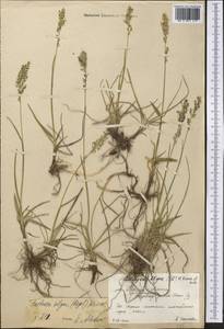 Festuca olgae (Regel) Krivot., Middle Asia, Northern & Central Tian Shan (M4) (Kyrgyzstan)