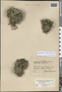 Selaginella graniticola Jie Yang bis & X.C.Zhang, Siberia, Russian Far East (S6) (Russia)