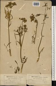 Cenolophium fischeri (Spreng.) W. D. J. Koch, Eastern Europe, Moscow region (E4a) (Russia)