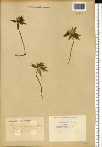 Anemone ranunculoides L., Eastern Europe, North Ukrainian region (E11) (Ukraine)