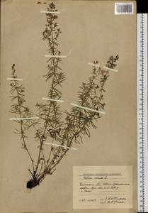 Galium verum subsp. verum, Siberia, Baikal & Transbaikal region (S4) (Russia)