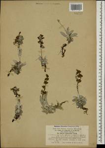 Salvia canescens C.A.Mey., Caucasus, North Ossetia, Ingushetia & Chechnya (K1c) (Russia)