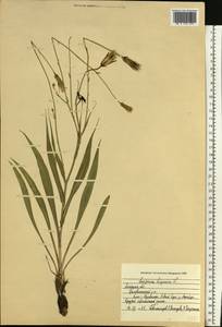 Pseudopodospermum hispanicum subsp. hispanicum, Eastern Europe, Central forest-and-steppe region (E6) (Russia)