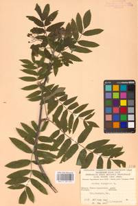Sorbus aucuparia L., Eastern Europe, West Ukrainian region (E13) (Ukraine)