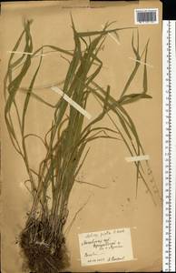 Melica picta K.Koch, Eastern Europe, Moscow region (E4a) (Russia)