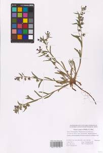 Nonea caspica (Willd.) G. Don, Eastern Europe, Lower Volga region (E9) (Russia)