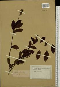 Spiraea salicifolia L., Siberia (no precise locality) (S0) (Russia)