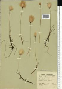 Eriophorum medium Andersson, Eastern Europe, Northern region (E1) (Russia)