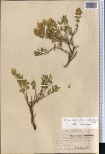 Dracocephalum nodulosum Rupr., Middle Asia, Western Tian Shan & Karatau (M3) (Kazakhstan)
