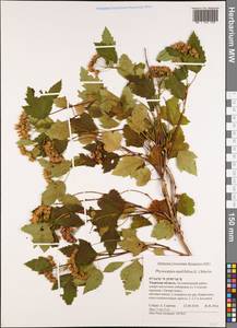 Physocarpus opulifolius (L.) Maxim., Eastern Europe, North-Western region (E2) (Russia)