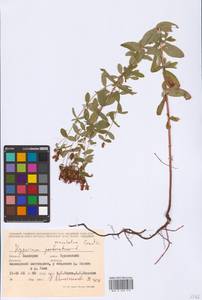 Hypericum maculatum Crantz, Eastern Europe, Eastern region (E10) (Russia)