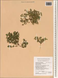 Polycarpon tetraphyllum, South Asia, South Asia (Asia outside ex-Soviet states and Mongolia) (ASIA) (Cyprus)