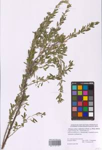 Chamaecytisus ruthenicus (Fisch. ex Woł.) Klásk., Eastern Europe, Lower Volga region (E9) (Russia)
