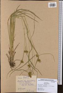 Carex flava L., Eastern Europe, Central region (E4) (Russia)