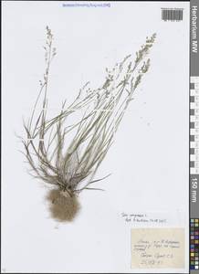 Poa compressa L., Eastern Europe, Moscow region (E4a) (Russia)