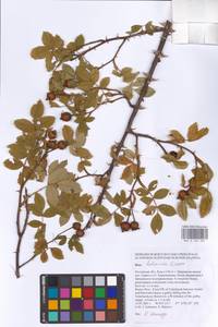 Rosa balsamica Besser, Eastern Europe, Rostov Oblast (E12a) (Russia)