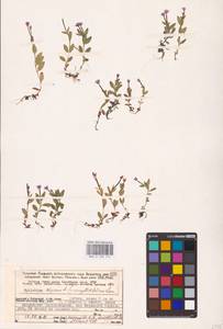 Epilobium anagallidifolium Lam., Eastern Europe, Northern region (E1) (Russia)