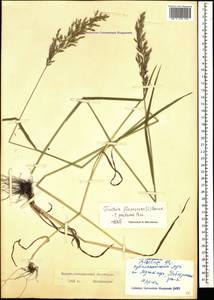 Trisetum flavescens (L.) P.Beauv., Caucasus, Stavropol Krai, Karachay-Cherkessia & Kabardino-Balkaria (K1b) (Russia)