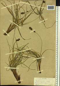 Carex sabulosa Turcz. ex Kunth, Siberia, Baikal & Transbaikal region (S4) (Russia)