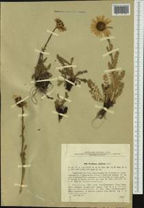 Tanacetum pulchellum Sch. Bip., Siberia, Western (Kazakhstan) Altai Mountains (S2a) (Kazakhstan)