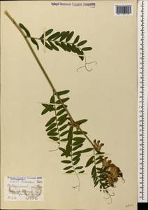 Vicia balansae Boiss., Caucasus, Stavropol Krai, Karachay-Cherkessia & Kabardino-Balkaria (K1b) (Russia)