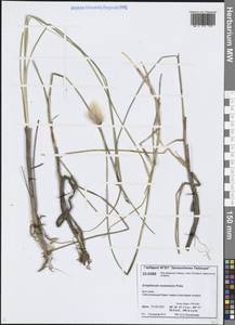 Eriophorum chamissonis C.A.Mey., Siberia, Central Siberia (S3) (Russia)