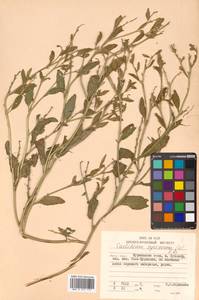 Euclidium syriacum (L.) W. T. Aiton, Siberia, Russian Far East (S6) (Russia)