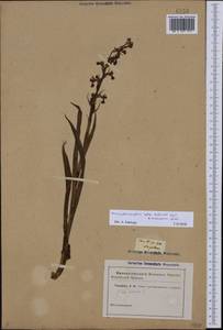 Anacamptis laxiflora (Lam.) R.M.Bateman, Pridgeon & M.W.Chase, Caucasus (no precise locality) (K0)