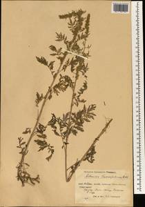 Artemisia tournefortiana Rchb., South Asia, South Asia (Asia outside ex-Soviet states and Mongolia) (ASIA) (China)