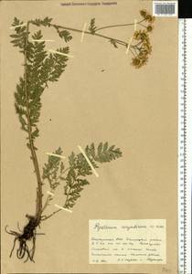 Tanacetum corymbosum subsp. corymbosum, Eastern Europe, Eastern region (E10) (Russia)