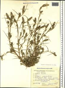 Sporobolus schoenoides (L.) P.M.Peterson, Caucasus, Stavropol Krai, Karachay-Cherkessia & Kabardino-Balkaria (K1b) (Russia)