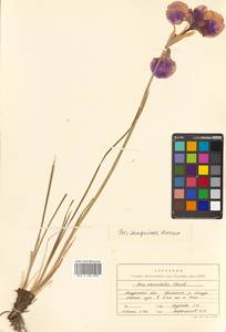 Iris sanguinea Hornem., Siberia, Russian Far East (S6) (Russia)