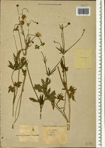 Ranunculus caucasicus M. Bieb., Caucasus (no precise locality) (K0)