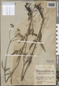 Patrinia scabiosifolia Fisch. ex Trevir., Siberia, Baikal & Transbaikal region (S4) (Russia)