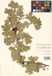 Ribes aureum Pursh, Eastern Europe, Lower Volga region (E9) (Russia)