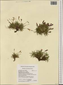 Dianthus microlepis Boiss., Western Europe (EUR) (Bulgaria)