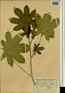 Ricinus communis L., South Asia, South Asia (Asia outside ex-Soviet states and Mongolia) (ASIA) (Afghanistan)