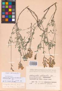 Astragalus albicaulis DC., Eastern Europe, Lower Volga region (E9) (Russia)