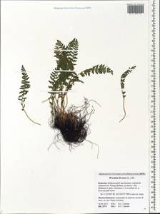 Woodsia ilvensis (L.) R. Br., Siberia, Baikal & Transbaikal region (S4) (Russia)