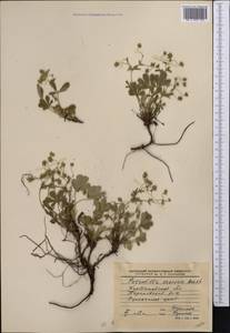 Potentilla cinerea subsp. incana (G. Gaertn., B. Mey. & Scherb.) Asch., Middle Asia, Northern & Central Kazakhstan (M10) (Kazakhstan)